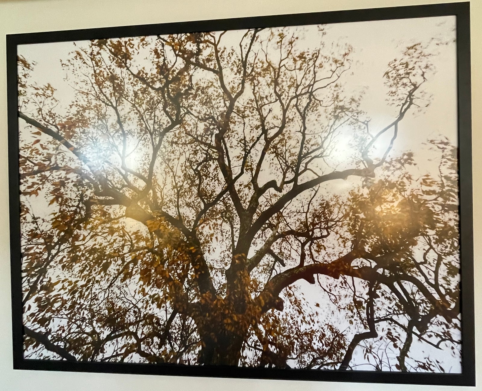Tree Print | 38" x 49"