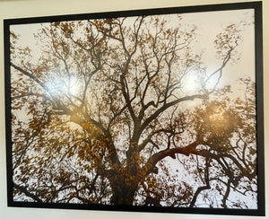 Tree Print | 38" x 49"