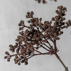 Merlot Yarrow Branches